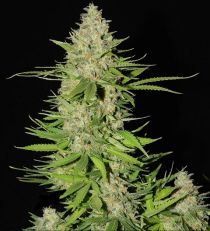 G13 Labs Blueberry Gum #2