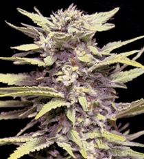 G13 Labs Blueberry Gum