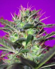 Botafumeiros Feminized by Sweet Seeds