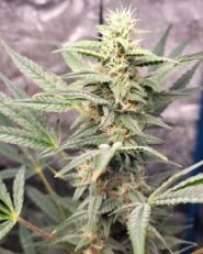 Brain Damage Auto by Growers Choice Seeds