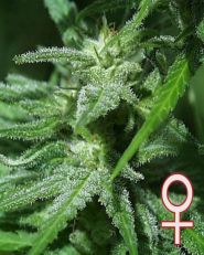 Brains Damage Feminized by KC Brains