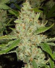 Brains Choice Feminized by KC Brains
