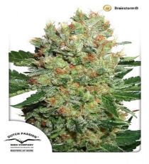 Brainstorm by DP Seeds