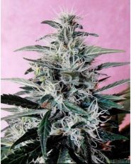 Brasil x KC Feminized by KC Brains