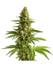 Bruce Banner Seeds by Blimburn