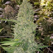 Bruce Banner III Autoflower by Growers Choice Seeds