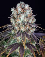 Bruce Banner Feminized by Barney's Farm