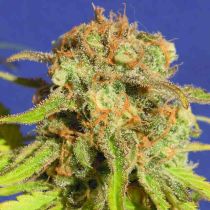 Bruce Banner Autoflower - Original Sensible Seeds