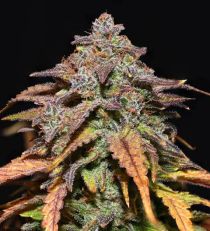 Bruce Banner Auto Feminized by 420 Seeds