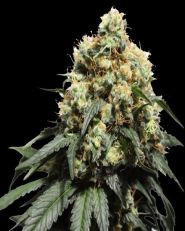 Bruce Lemon Diesel Feminized by Super Sativa Seed Club
