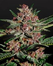 Bubba Kush Feminized by Green House Seeds