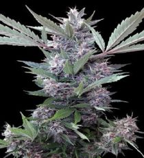 Bubba Kush x PCK Feminized by Ace Seeds