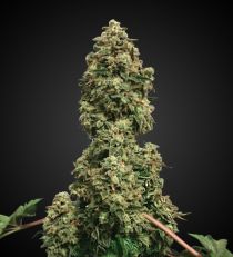 Bubble Kush Feminized by 420 Seeds