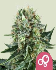Bubble Kush Feminized by Royal Queen Seeds