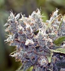 Bubblegummer by Female Seeds 