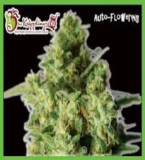 Bulk Smash Auto by Dr Krippling Seeds