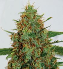G13 Labs C99