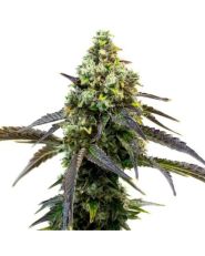 Cafe Racer Strain Seeds by Blimburn