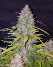 California Snow by Fast Buds