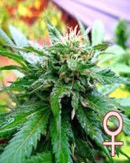 California Special Feminized by KC Brains