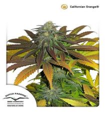 Californian Orange by DP Seeds