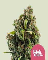 Candy Kush Express Fast V by Royal Queen Seeds