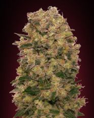 Caramel Kush Feminized by OO Seeds