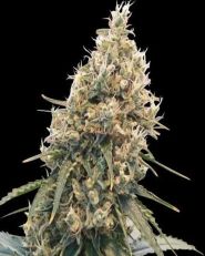 CBD Spliff Berry Feminized by Spliff Seeds