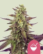 Cereal Milk Feminized by Royal Queen Seeds
