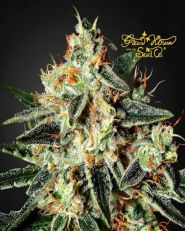 Cheese Feminized by Green House Seed Company