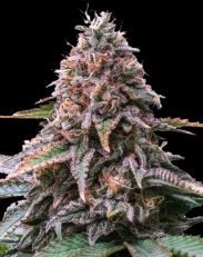 Cherry Pie Auto Feminized by 420 Seeds