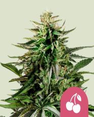 Cherry Pie Feminized by Royal Queen Seeds