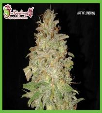 Chocolate Orange Auto by Dr Krippling Seeds