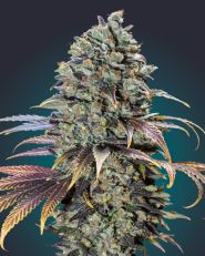 Chocolate Cream Feminized by OO Seeds