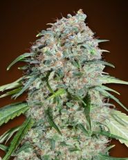 Chocolate Skunk CBD Feminized by OO Seeds