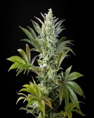 Clementine Slush Feminized by Kannabia