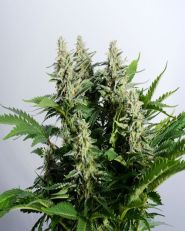 Colombian Jack Feminized by Kannabia