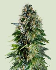 Corkscrew Auto by Royal Queen Seeds