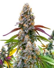 Critical Daddy Purple Feminized by Blim Burn Seeds