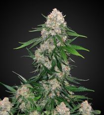 Critical Feminized by 420 Seeds