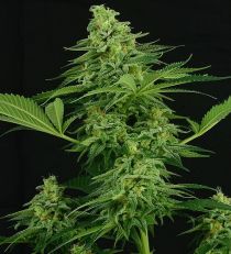 Moonshine Mass by Critical Mass Collective Seeds