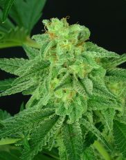 Super Mutant Mass by Critical Mass Collective Seeds