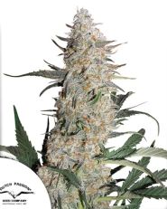 Critical Orange Punch Feminized 