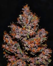 Crystal M.E.T.H. by Fast Buds