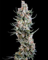 Crystal White Feminized by Spliff Seeds