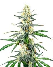 Dama Blanca Feminized by Blimburn