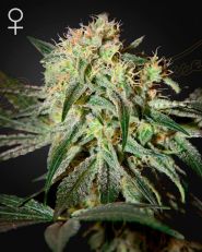 Damn Sour Feminized by Green House Seed Company