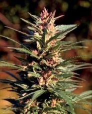 Danky Doodle Feminized by KC Brains