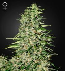 Diamond Girl Feminized Marijuana Seeds