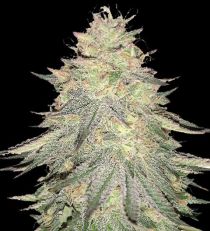 Do Si Dos Feminized 